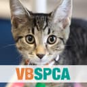 Virginia Beach S P C A Inc.